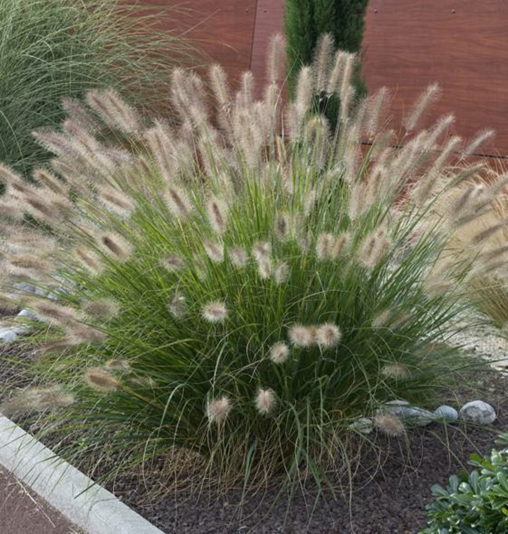 Pennisetum alopecuroides japonicum - 3 godets