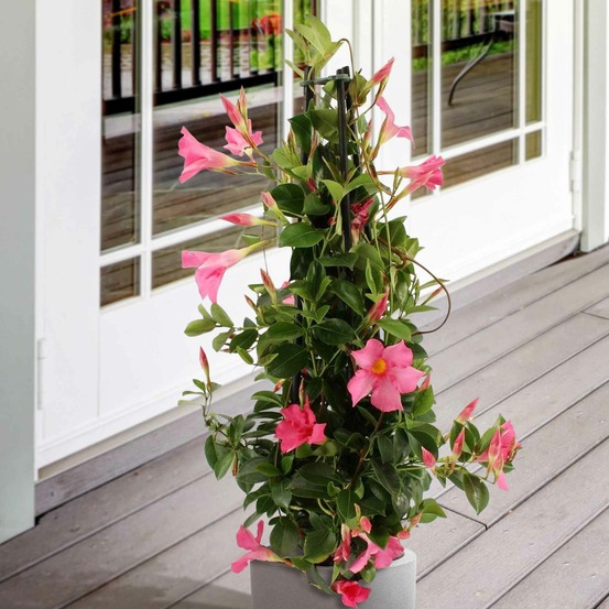 Jasmin du brésil - dipladenia pyramide rose - le pot / 2l / hauteur livrée 40-50cm