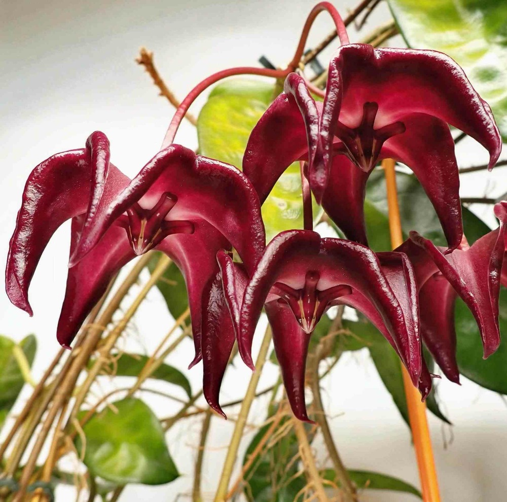 Hoya onychoides (fleur de porcelaine, fleur de cire) taille pot de 2 litres - 20/40 cm - violet