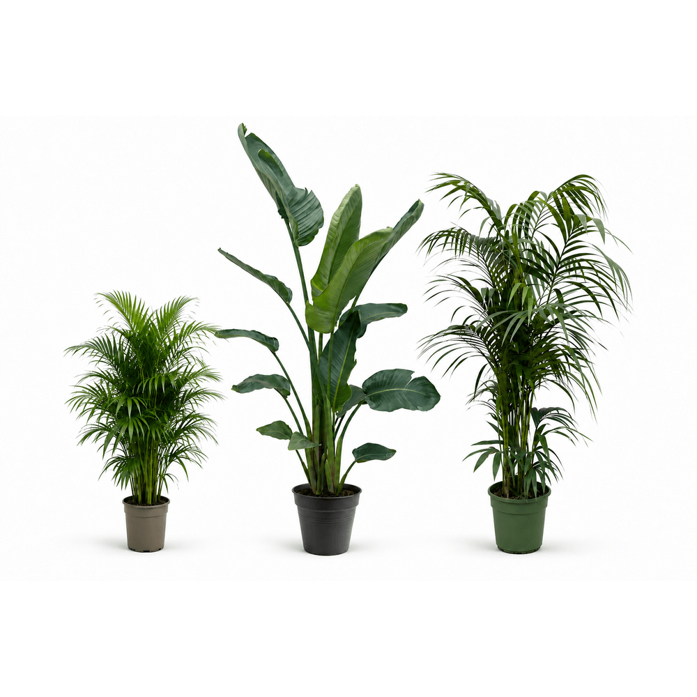 Canopée areca — strelitzia nicolai, kentia et areca — lot de 3 plantes