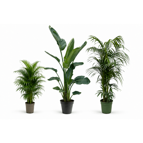 Canopée areca — strelitzia nicolai, kentia et areca — lot de 3 plantes
