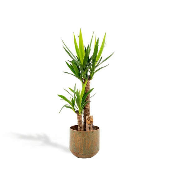 Plante d'intérieur - yucca et son cache h100cm 100cm - plante d'intérieur 100cm