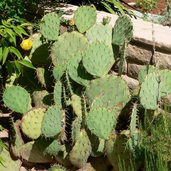 Cactus raquette pot de 4l/5l