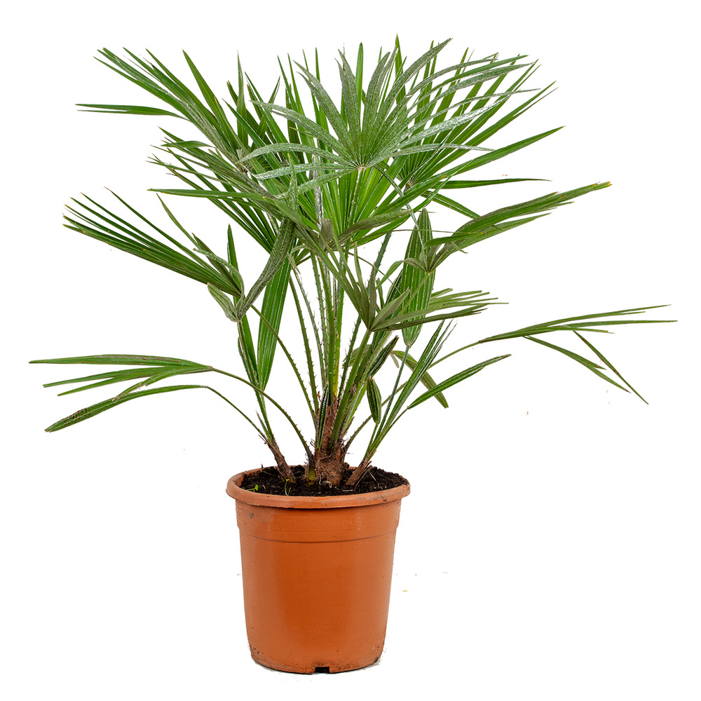 Chamaerops humilis - palmier nain européen - palmier rustique - hauteur 70-80 cm - pot 21 cm