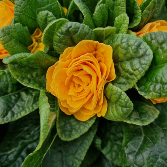 Primevère double belarina 'mandarin' pot de 10.5 cm