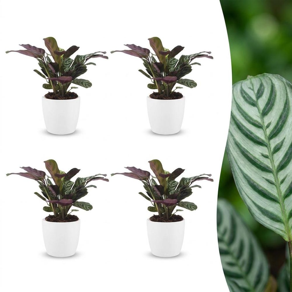Ctenanthe burle marxii - plante dormeuse - arête de poisson - pot de 12cm