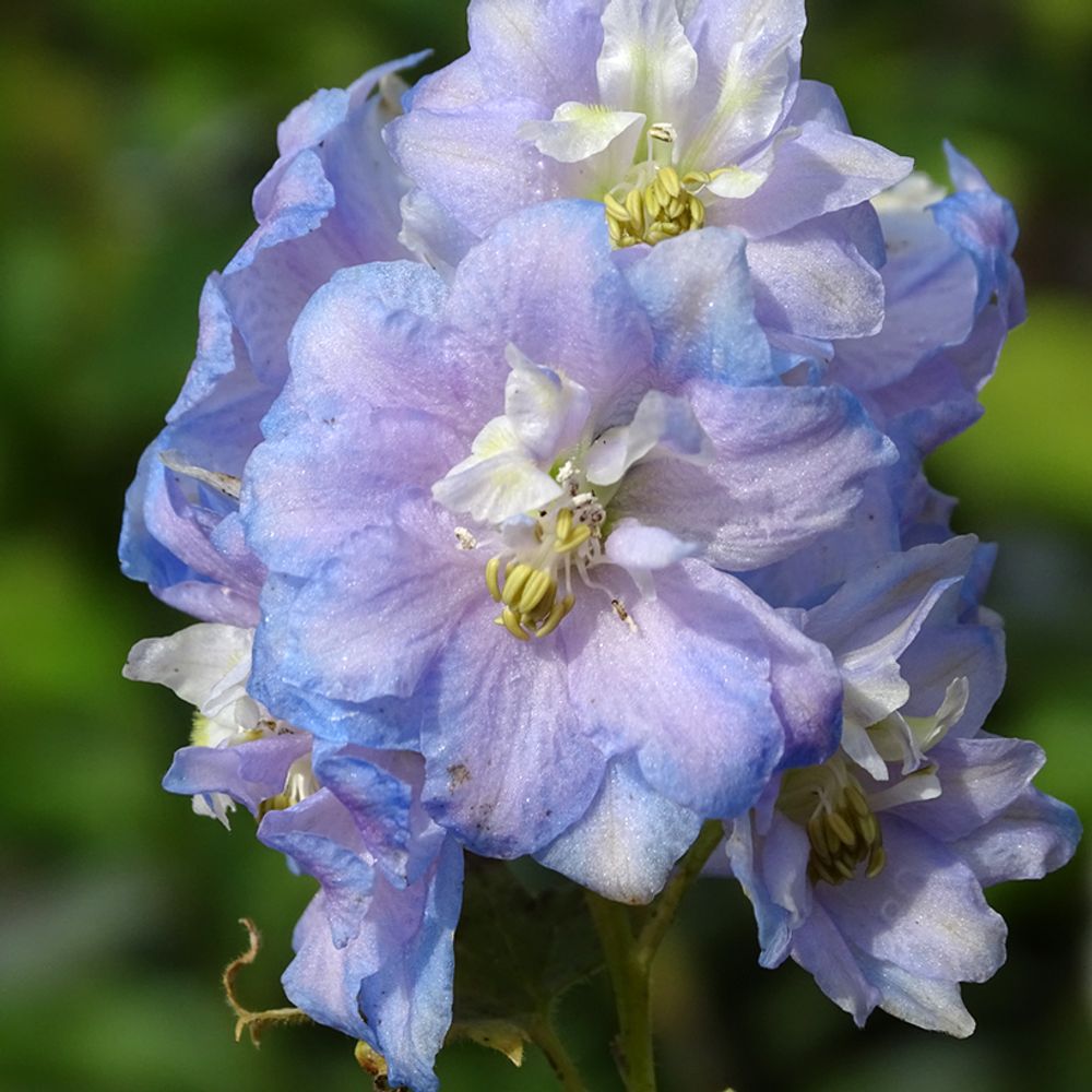 Pied d'alouette vivace 'summer skies' pot de 2l/3l