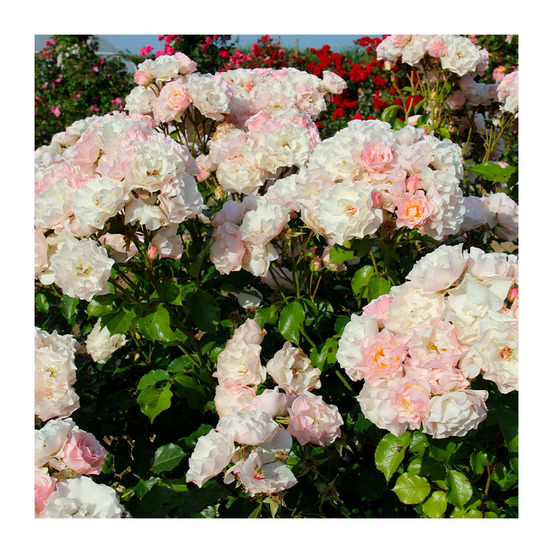 Rosier buisson rose pâle abbaye de molesme® evethosi