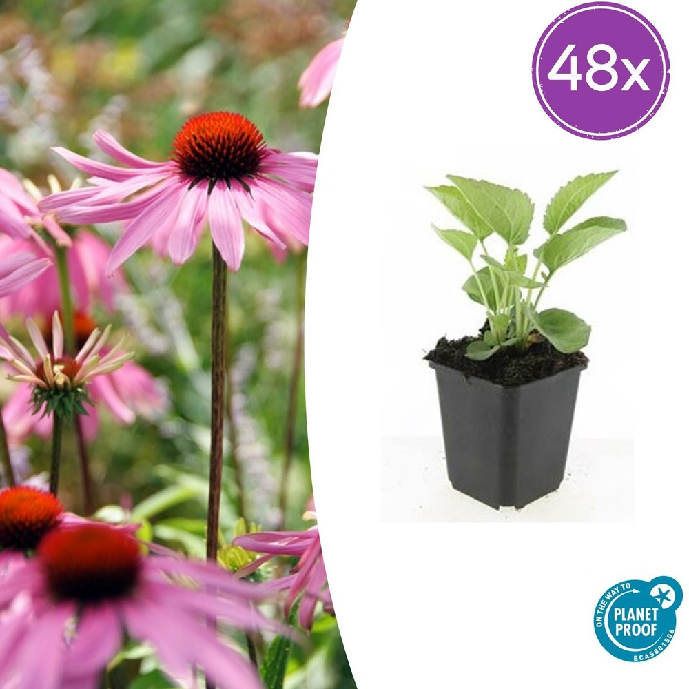 Lot de 48 - echinacea p. 'magnus' - h10-25 cm