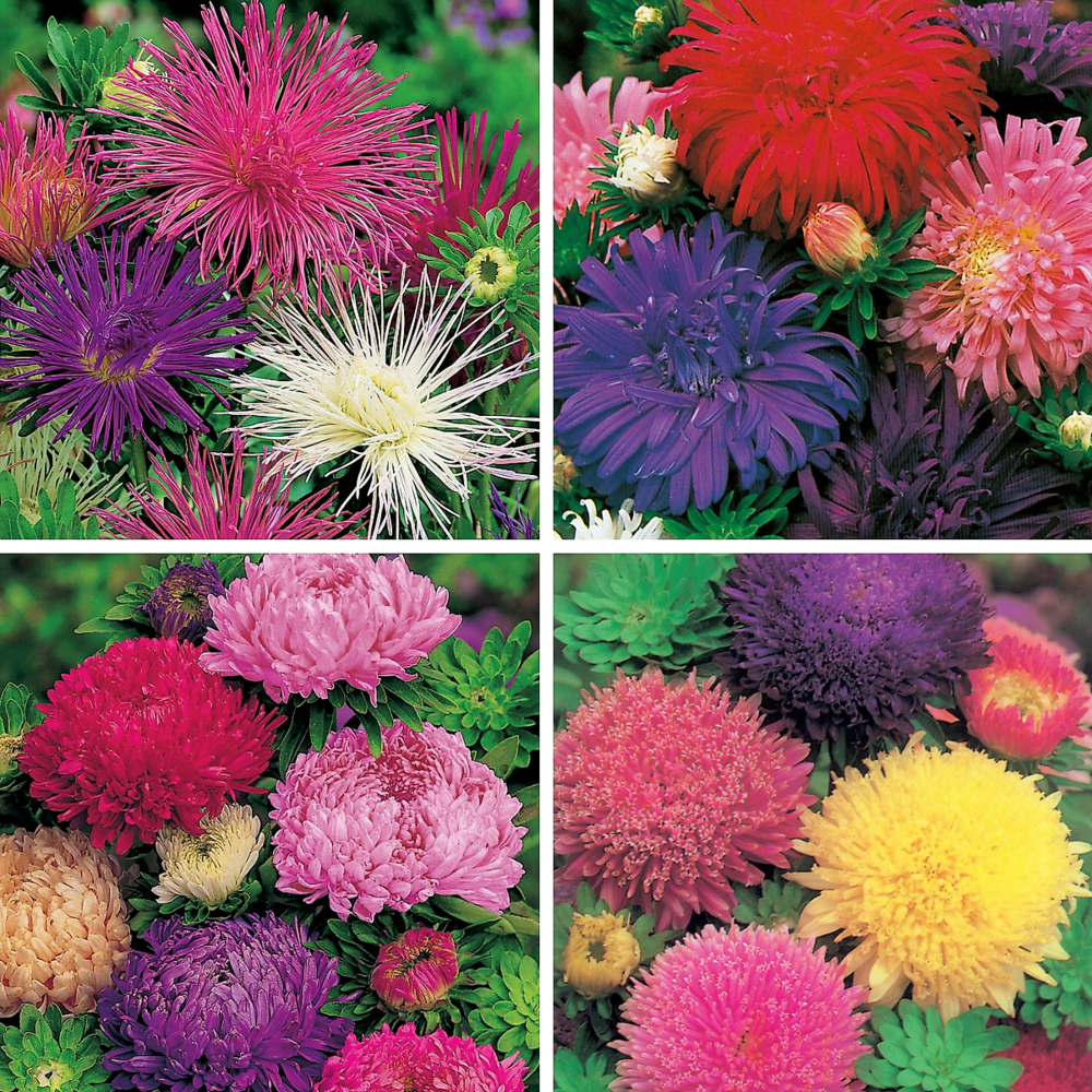 Collection reines marguerites - 4 variétés