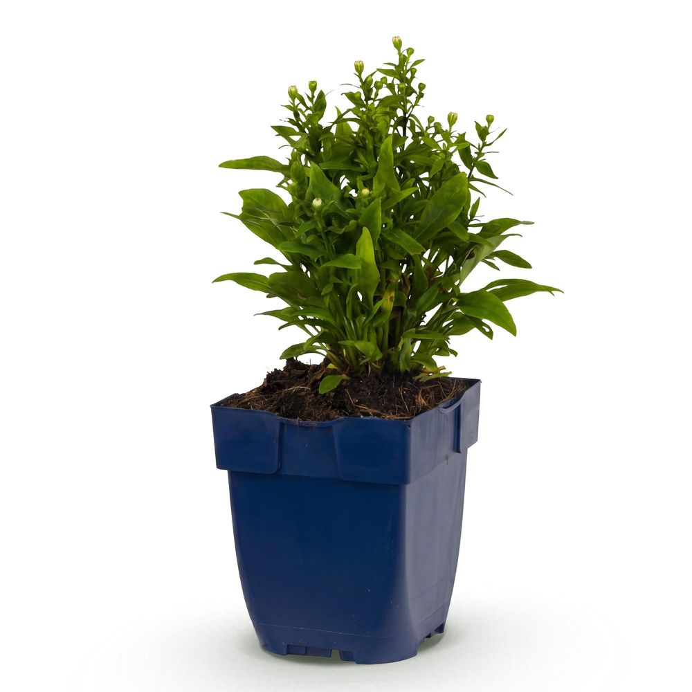 Aster - pot 11 cm - hauteur 25 cm - plante d'extérieur