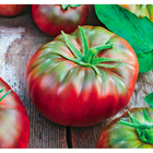 Plant de tomate côtelée noire de crimée  pot 0,5 l