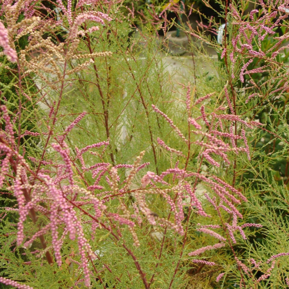 2 x tamaris d'été 'pink cascade' - tamarix ramosissima 'pink cascade'  - 60-80 cm pot