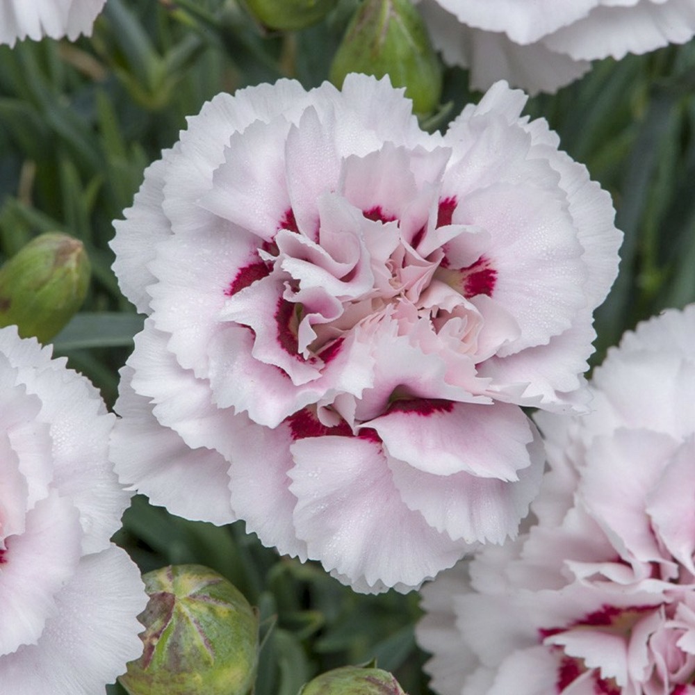 Œillet mignardise 'cranmere pool' godet de 7/8 cm