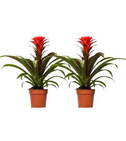 Lot de 2 - guzmania hope - h40 cm