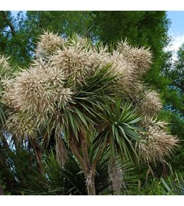 Cordyline australe pot de 3l/4l
