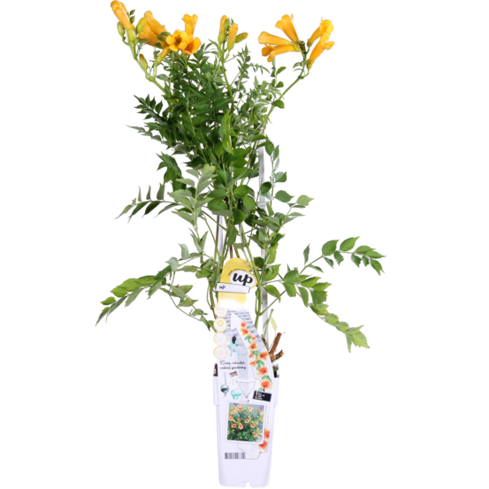 Campsis summer jazz 'doré trumpet' - fleur de trompette jaune- ø15 cm - h65 cm