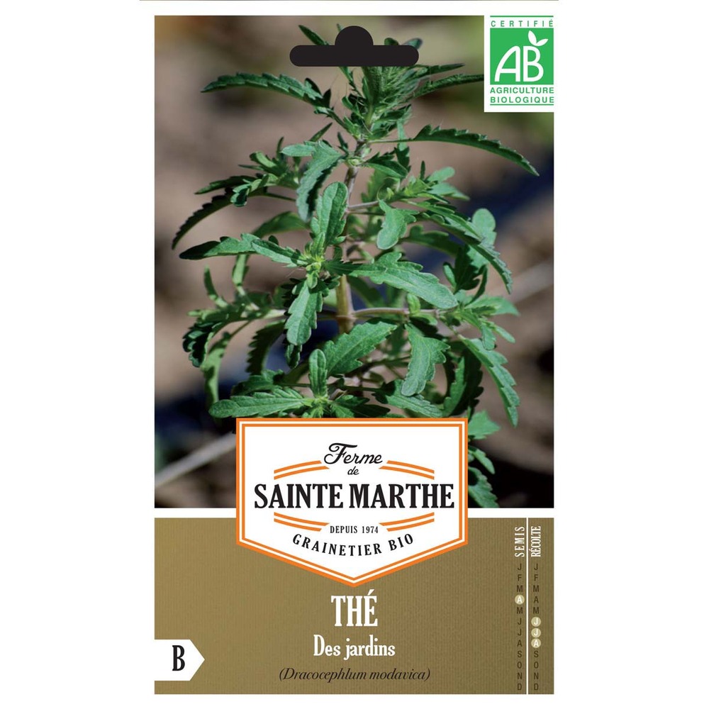 Dracocéphale de moldavie le sachet de 80 graines environ