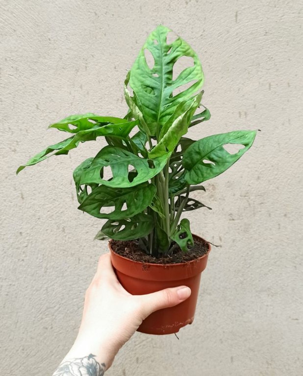 Monstera adansonii - masque de singe - medium d. 12cm h. 35cm - plante d'intérieur