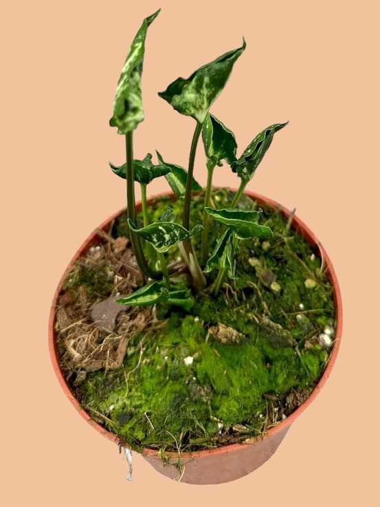 Syngonium godzilla