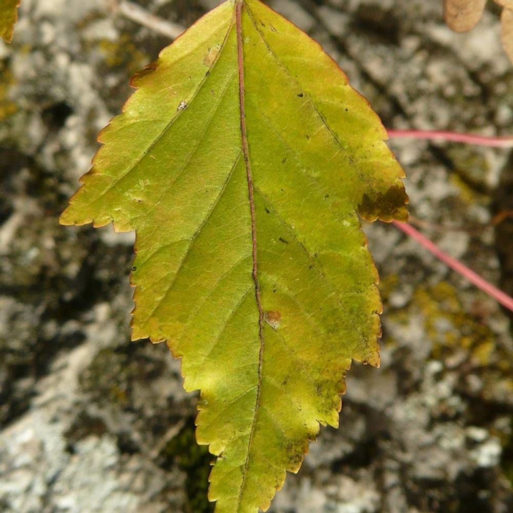 Érable du fleuve amour, acer ginnala pot de 15l - baliveau