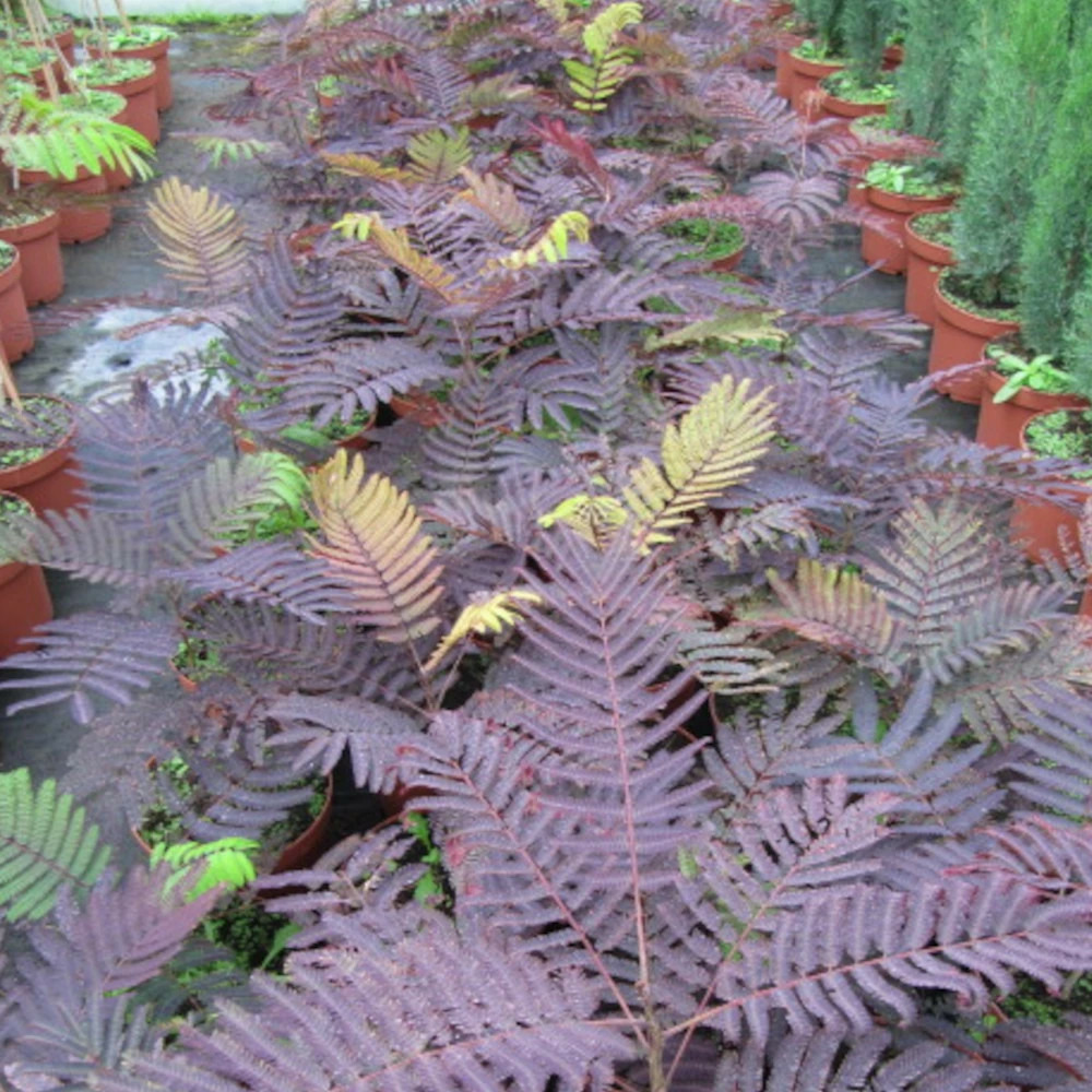 Arbre à soie chocolate fountain, albizia pot de 15l - 1/2 tige