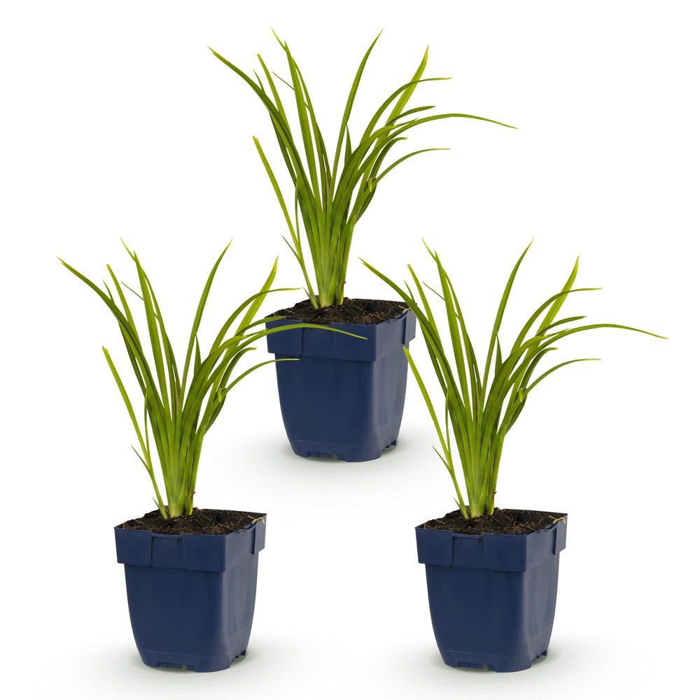 Hémérocalle 'autumn red' - lot de 3 - pot 11 cm - hauteur 25 cm - plante d'extérieur