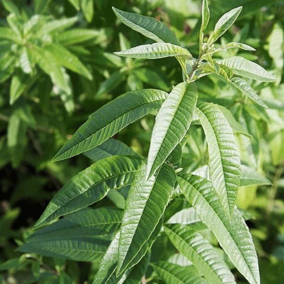 Verveine citronnelle - prêt à consommer pot de 2l - 10/20 cm
