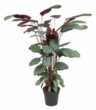 Calathea oppenheimiana - plante d'intérieur - pot 27cm - hauteur 120-130cm