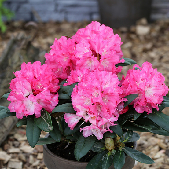 Rhododendron yakushimanum polaris - rhododendron nain pot de 7,5l/10l, tige, tige de 80 cm