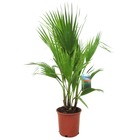 Washingtonia robusta - palmier éventail - pot 21cm - hauteur 70-90cm