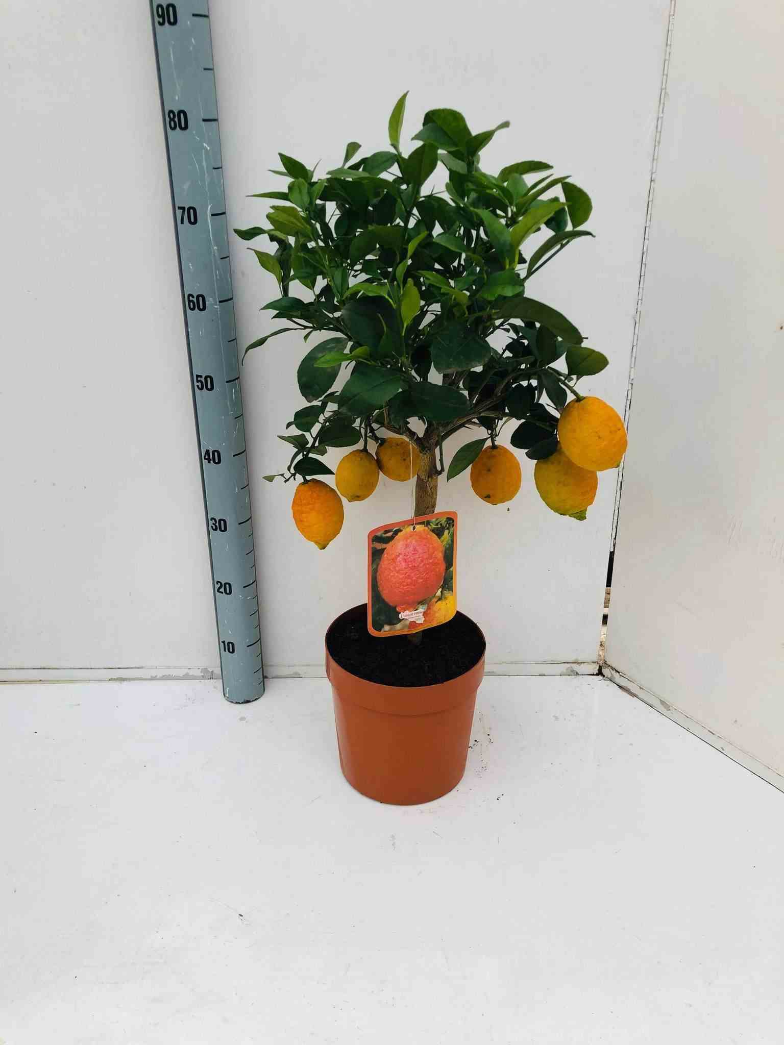 Citrus lima rosso (citron rouge)   blanc - taille pot de 4 litres - 30/50 cm