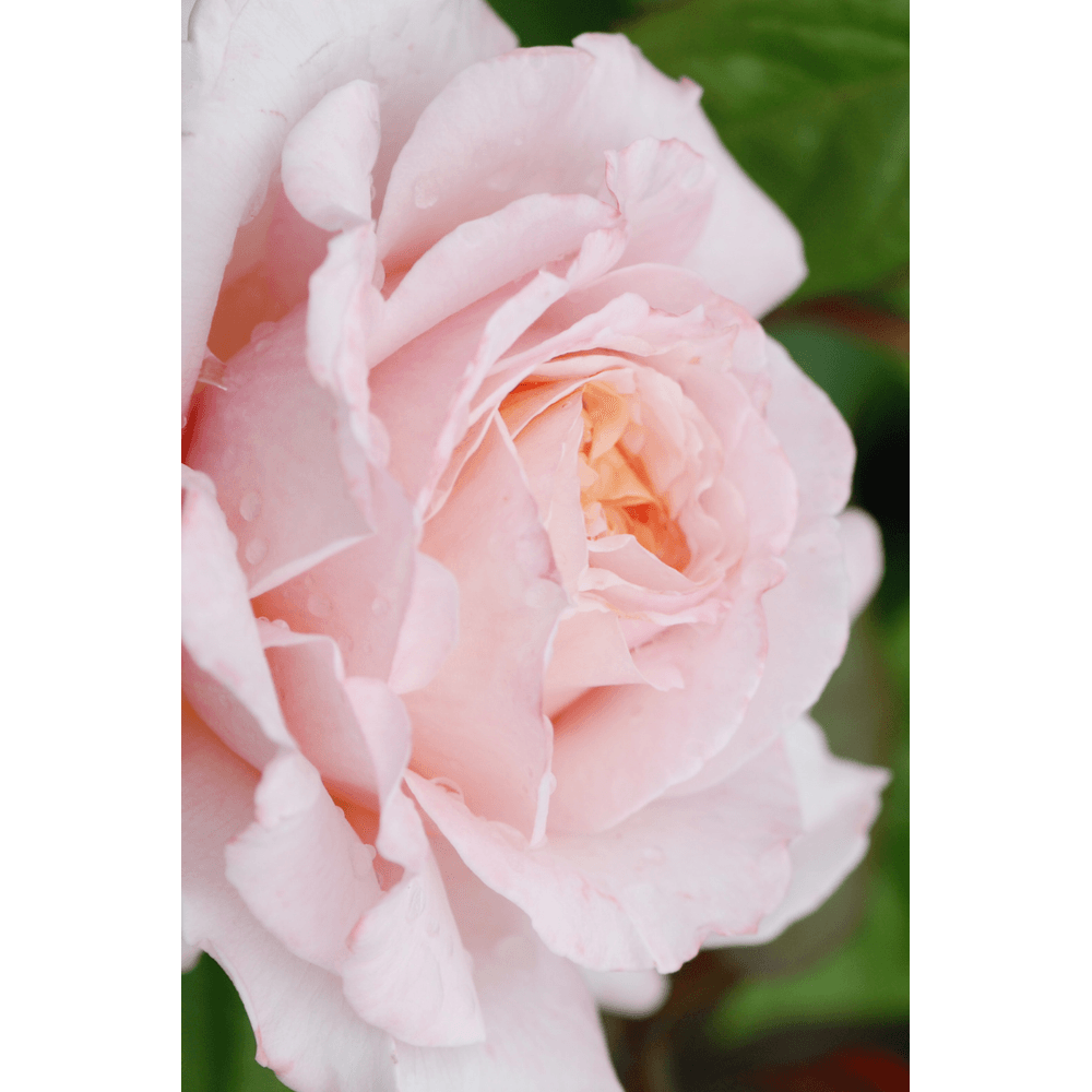 Rosier 'grande duchesse louise' ? - en pot de 4 litres