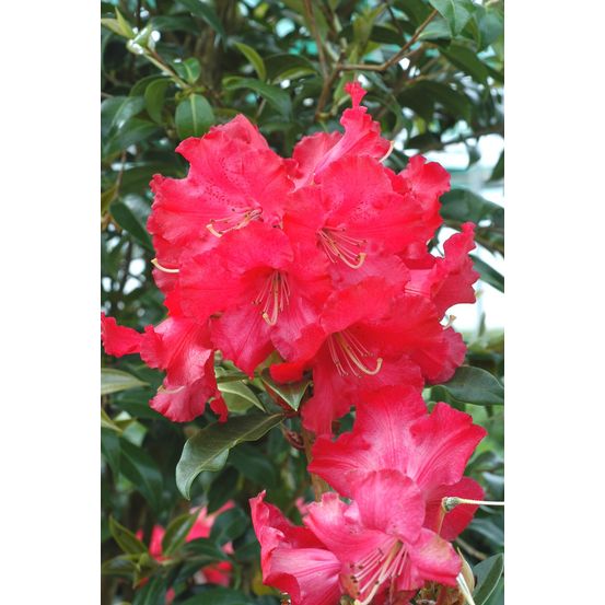 Rhododendron 'halfdan lem' - en pot de 5 litres