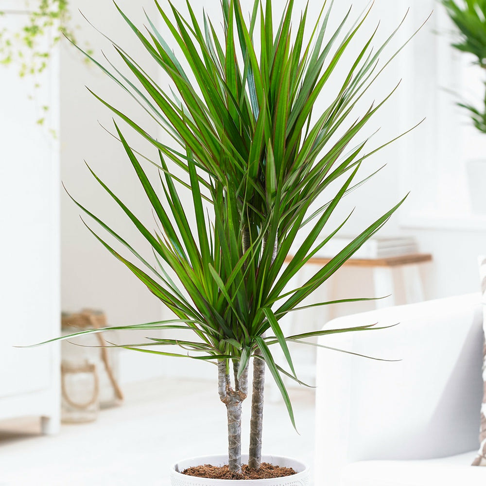 Dracaena marginata - le pot / ø 17cm / hauteur livrée 80-85cm