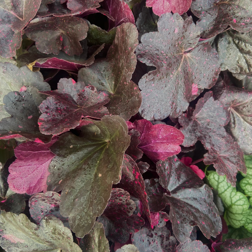 Heuchere midnight rose plante vivace pot de 1l