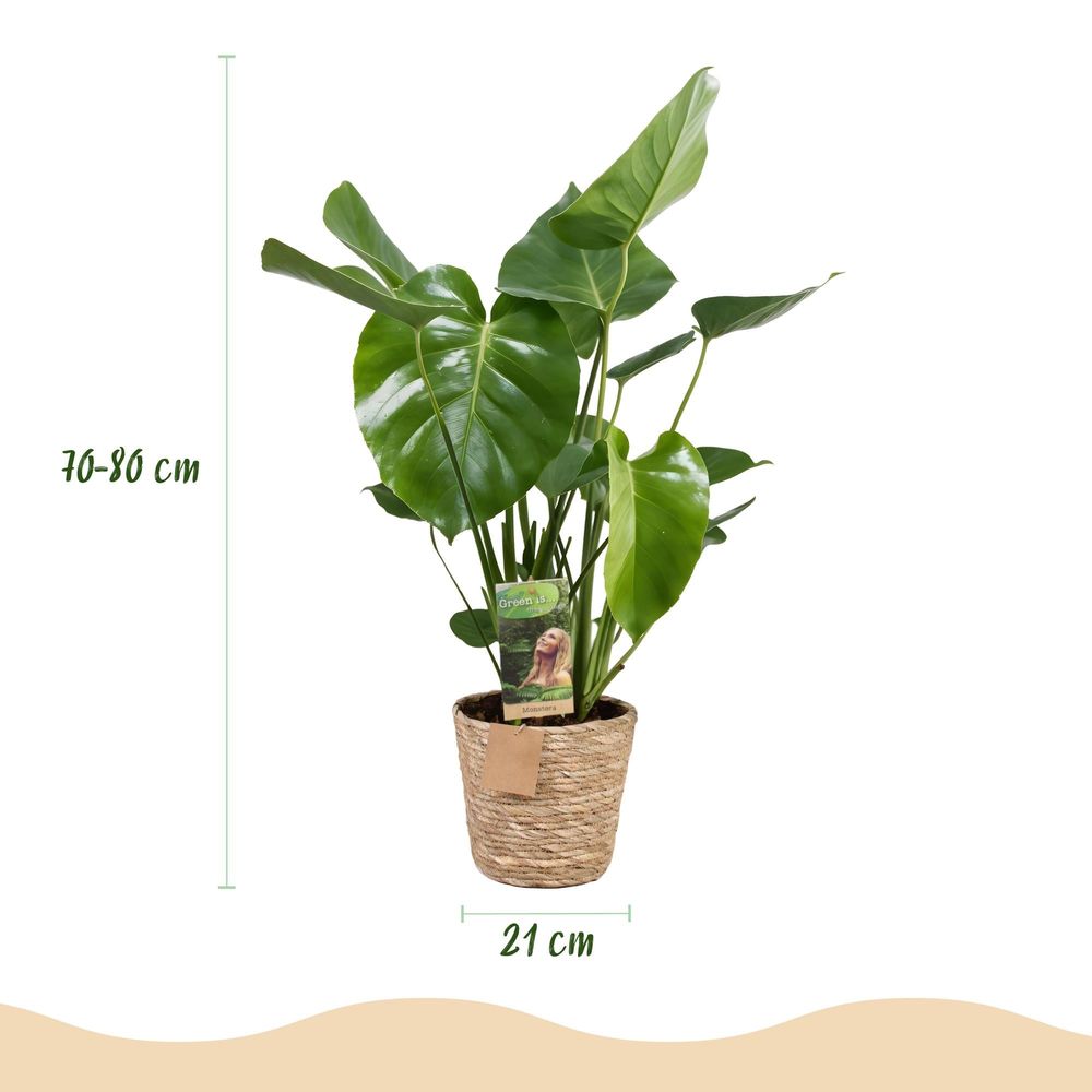 Monstera deliciosa