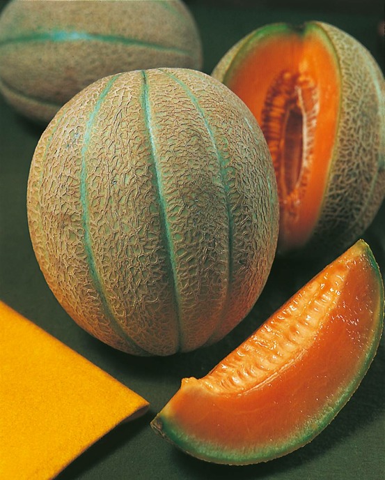 Melon griselet hf1 - 15 semences