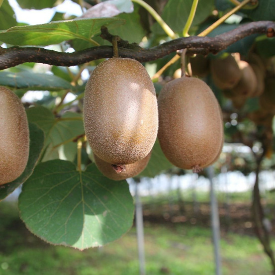 Kiwi jenny (autofertile) pot de 3l - echelle bambou 60/120 cm