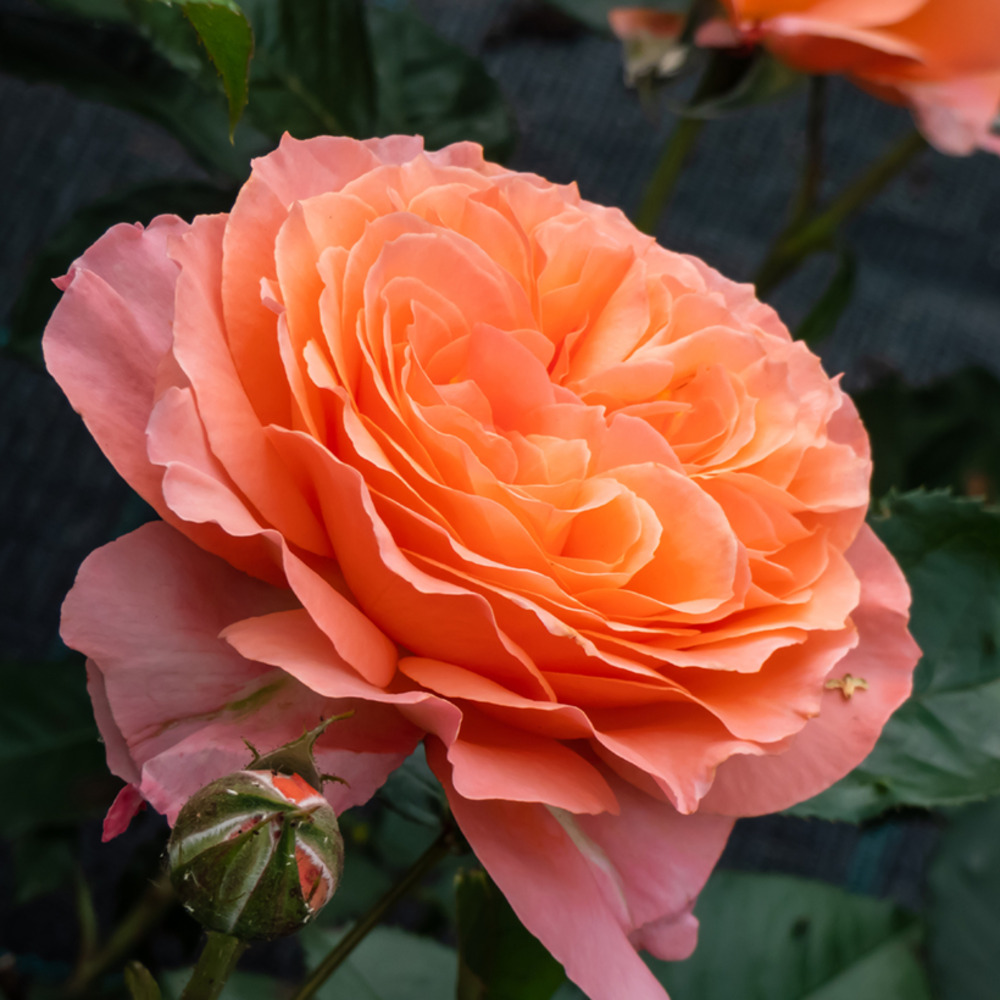 Rosier à fleurs groupées 'don pacello' pot de 4l/5l