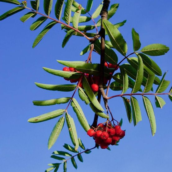 Sorbier des oiseleurs, sorbus pot de 35l - tige 8/10 - 175/200 cm