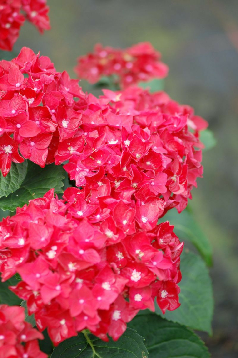 Hortensia macrophylla 'firewings' ? - en pot de 5 litres