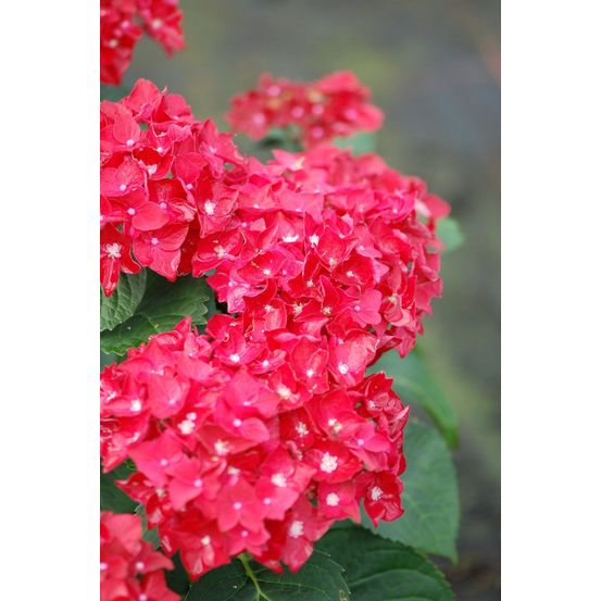 Hortensia macrophylla 'firewings' ? - en pot de 5 litres