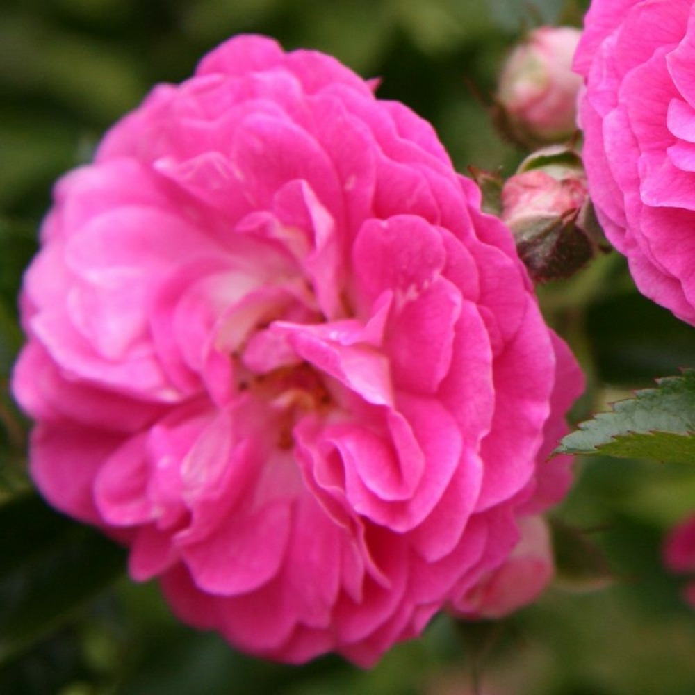 2 x rose pleureuse - rosa 'dorothy perkins'