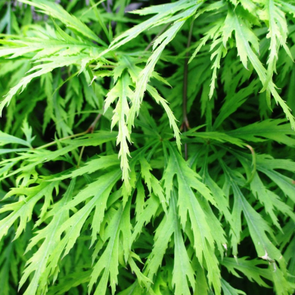 Érable du japon dissectum shinonome, acer palmatum pot de 4l - 40/60 cm