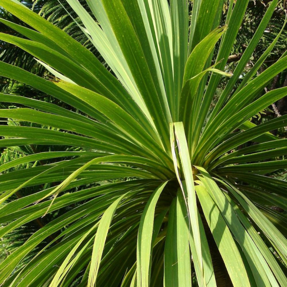 Cordyline australe pot de 4l - 40/60 cm
