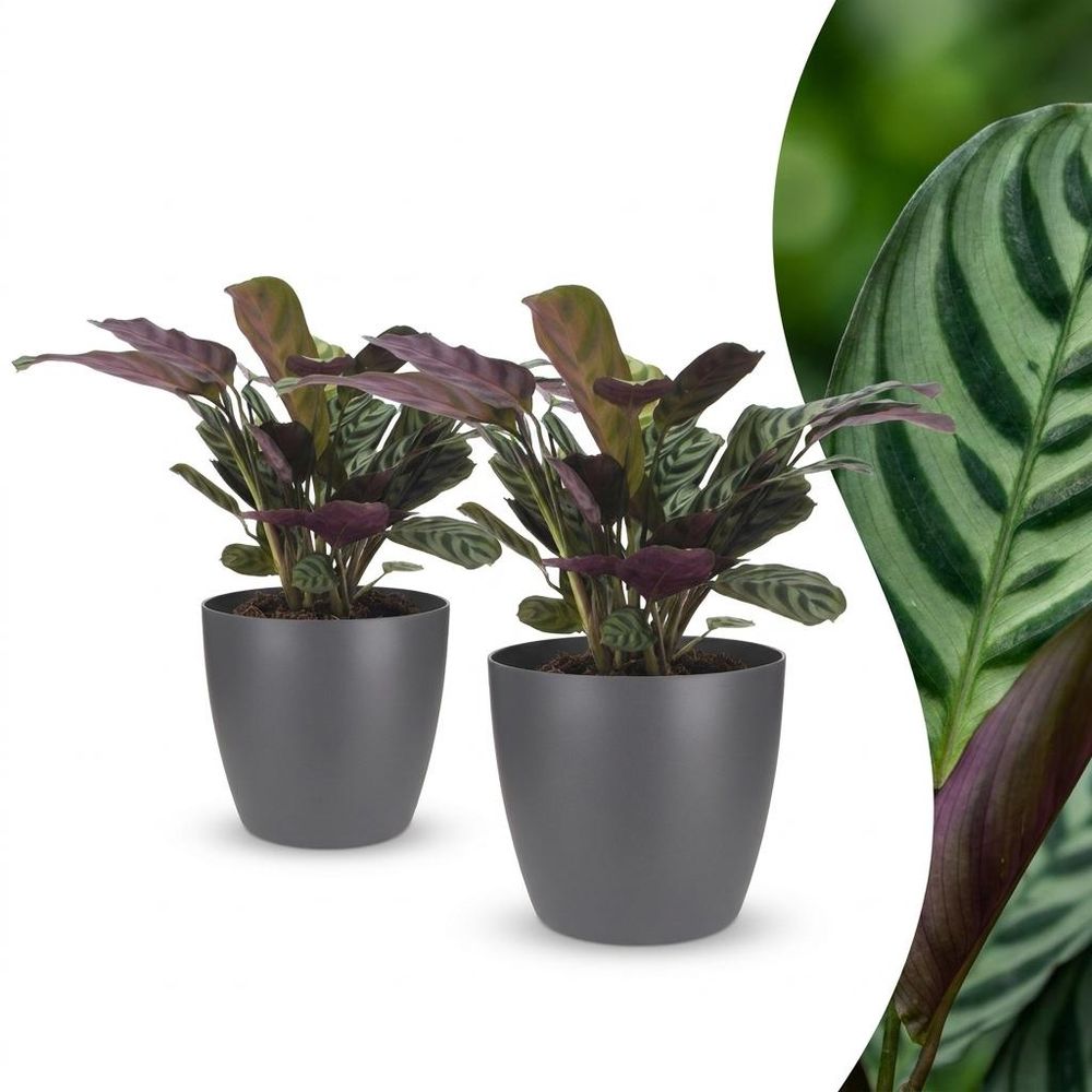 Ctenanthe burle marxii - plante dormeuse - arête de poisson - pot de 12cm