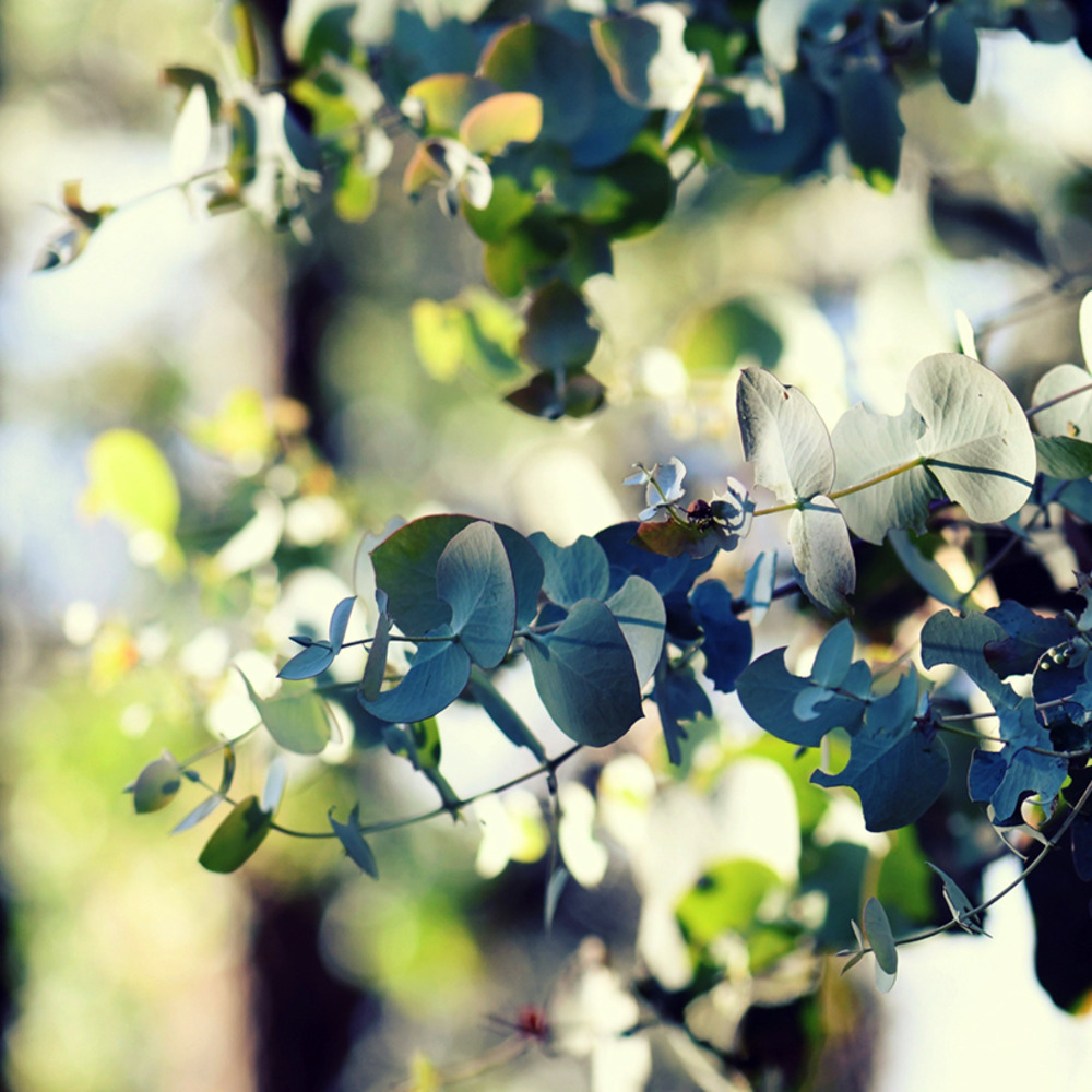 Eucalyptus à feulles cendrées 'silver dollar' pot de 2l/3l