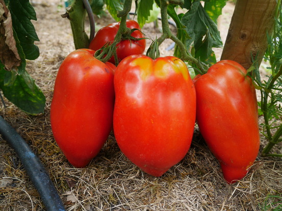 Plant de tomate allongée andine cornue pot 0,5 l