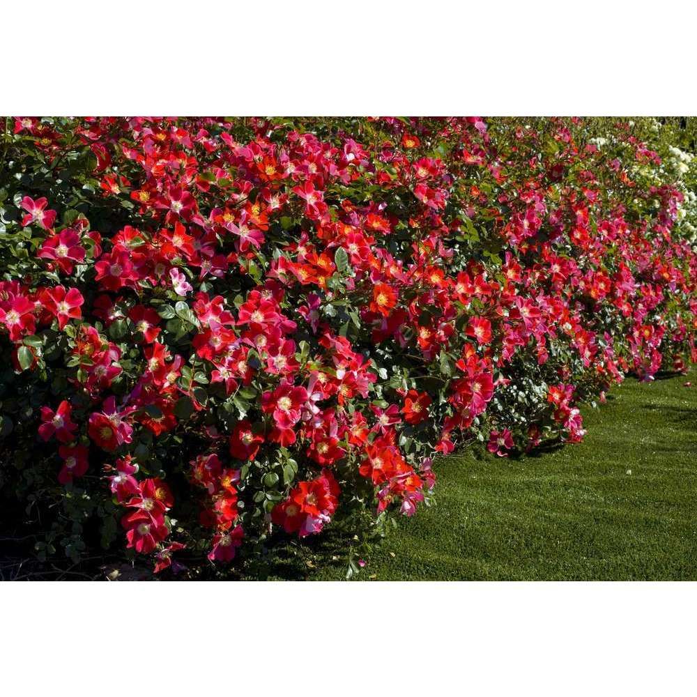 Rosier buisson rouge 'Candia Meillandecor®' Meiboulka : en motte | Truffaut